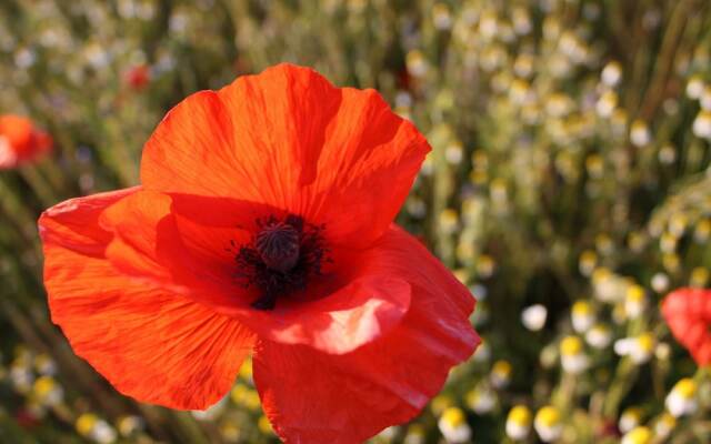 Rustic Apartment in Biendorf With Sauna