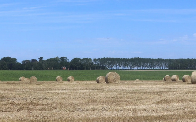 Les Chanterolles