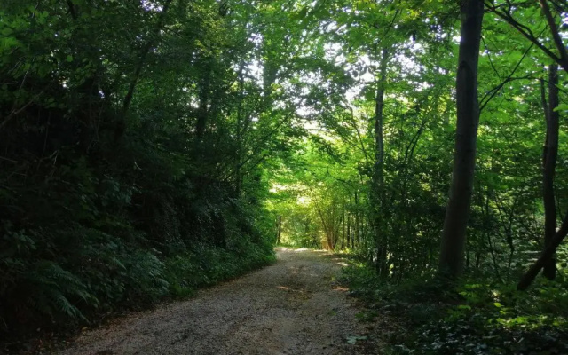 Cordana