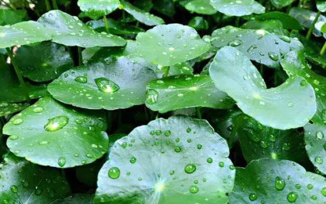 Rooftop Flower Stream Ink B&B