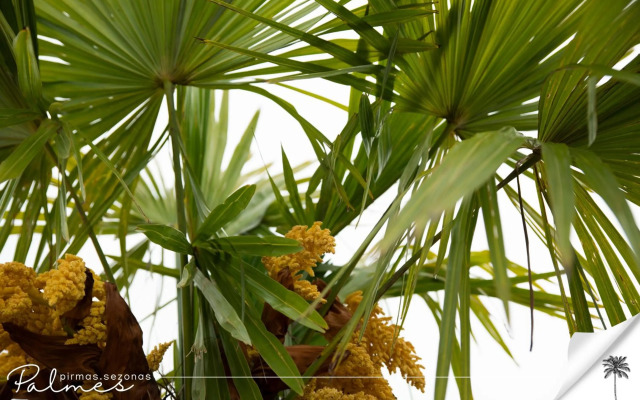 Palmes.pirmas.sezonas