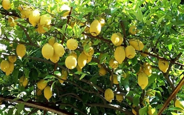 I Costaioli BBio