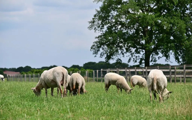 De Lakenvelder B&B Eersel