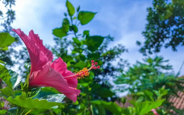 Bogor Green Forest Hotel