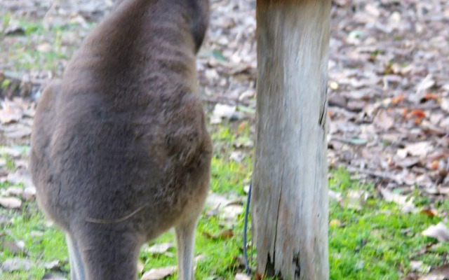 Yelverton Brook Conservation Sanctuary