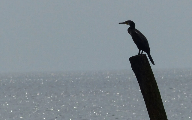 Luring Holiday Home in Callantsoog near Sea