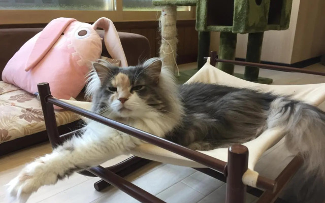 Cat Cafe & Stay Cultus's Home