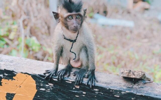 Monkey Bungalow