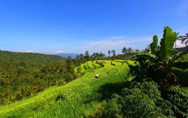 Umah De Madya