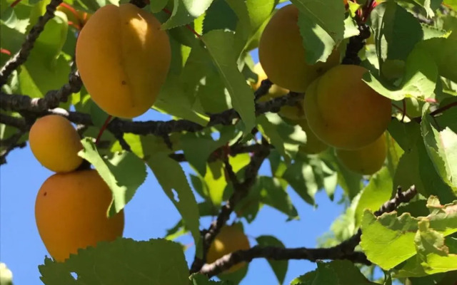 Podere Doccia di Sopra