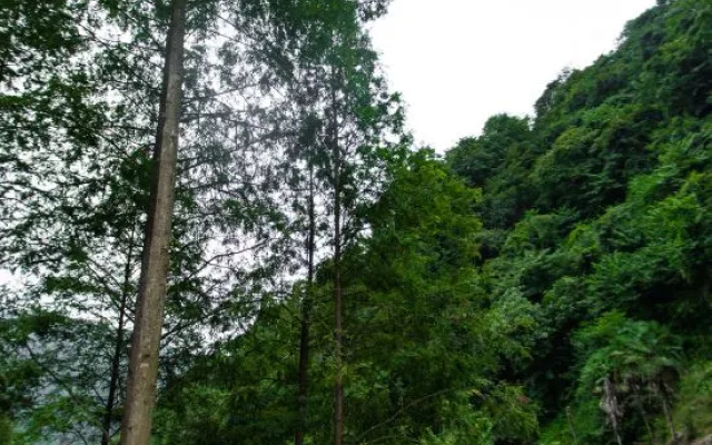 Dujiangyan Qingcheng Back Hill Liaoyuan B&B – Outside – Chengdu