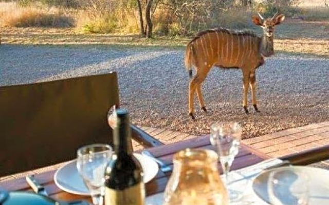 Sondela Nature Reserve & Spa - Moselesele Tent Camp