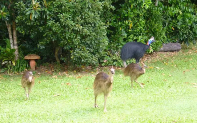 A Tropical Escape B&B