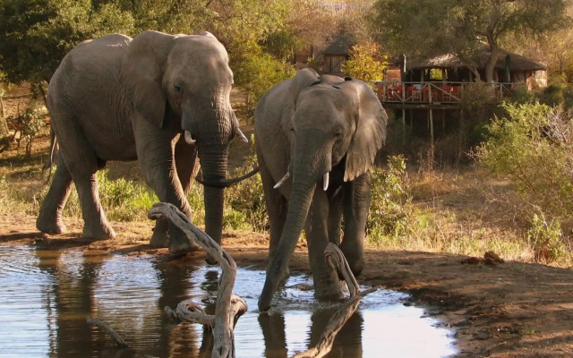 Umlani Bushcamp - Lodge