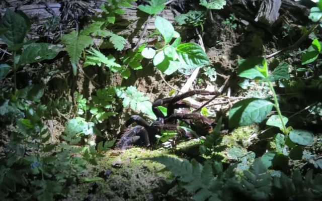 Yacumama Tambopata Expeditions