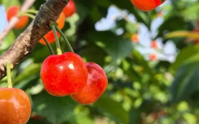 Shanghai Lazy Tiger Tribe B&B