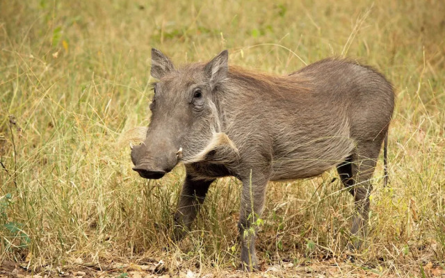 Singwe Private Safari lodge