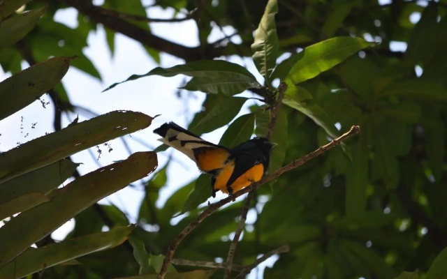 The Leatherback Lodge
