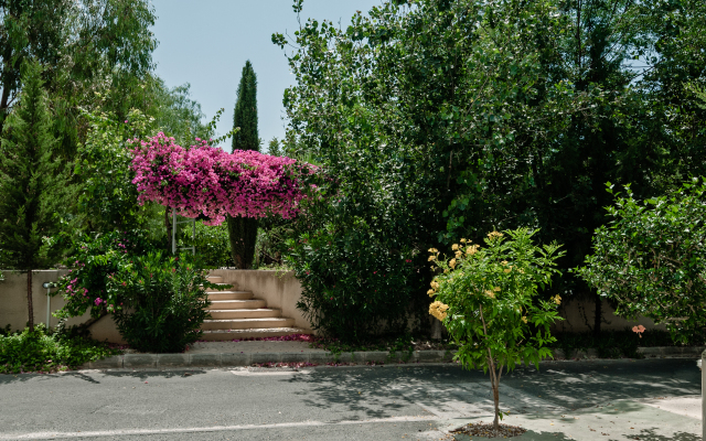 Artemis Cynthia Complex