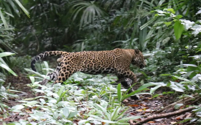 La Milpa Lodge