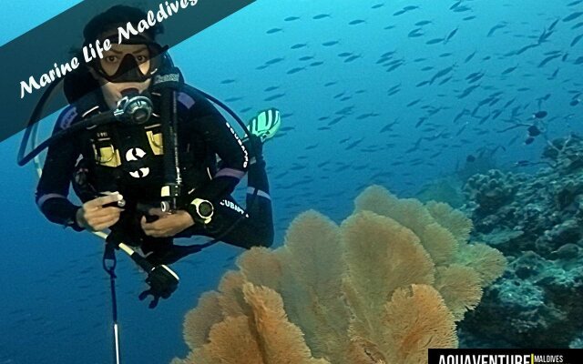 Aquaventure Manta Lodge - Scuba Divers