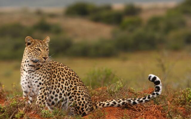 Shamwari Bayethe