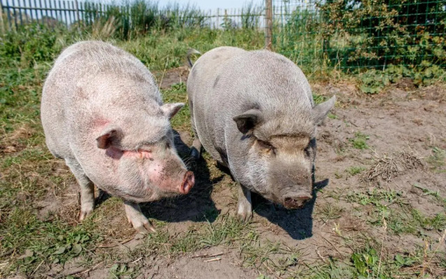 Rï¿½gen-Ferienhof