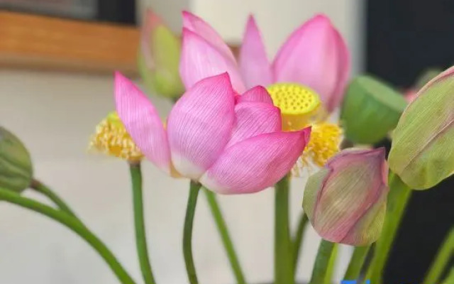 fu xian hu Shui Mu nianhua garden minsu