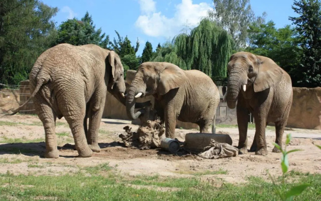 Vakantiehuis Cerny Dul 259