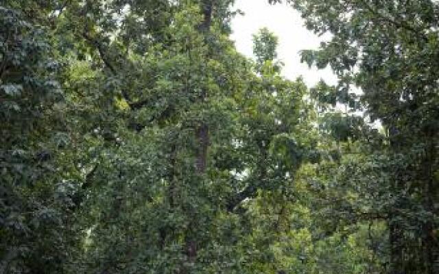 Tree House Hideway Bandhavgarh