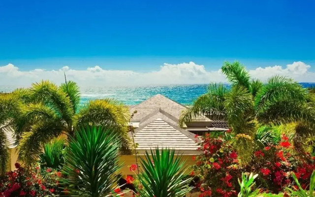 Anguilla's Bird of Paradise