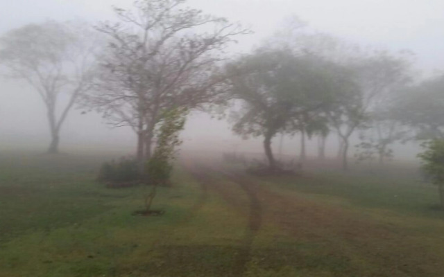 Bosque Da Neblina