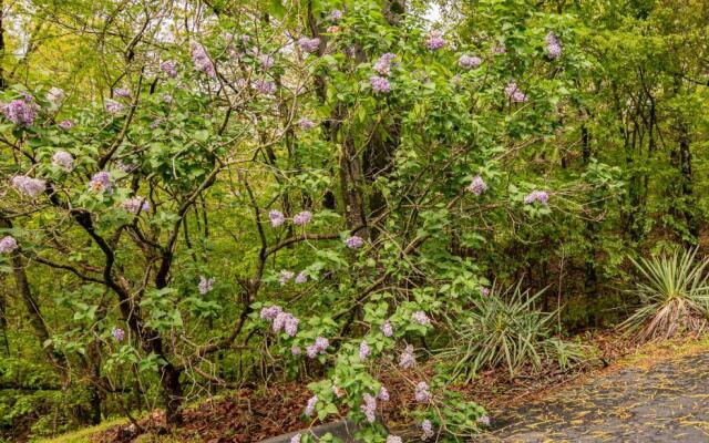 Autumn Creek Branson