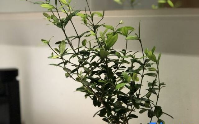 Ruoshanbei Homestay