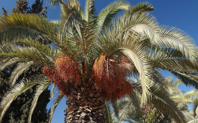 ibis Marrakech Palmeraie Hotel