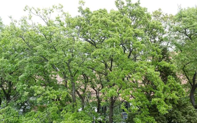 FM Luxury 1-BDR Apartment - Into the Woods
