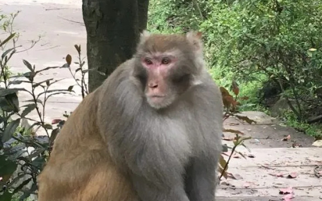 Wudang Mountain Longyuange Hotel