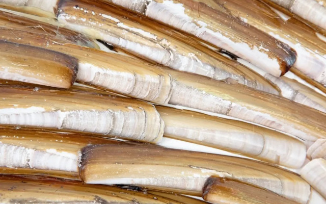 Holiday Home Near Dunes With Wellness Garden