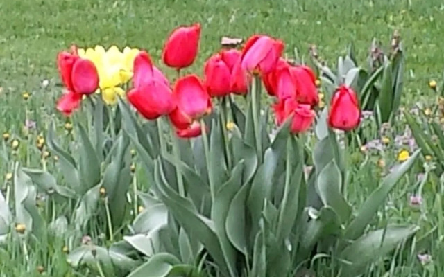 Saugeenview Family Getaway