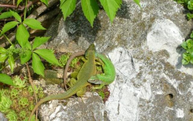 Penzión Skalná ruža - Kövirózsa panzió