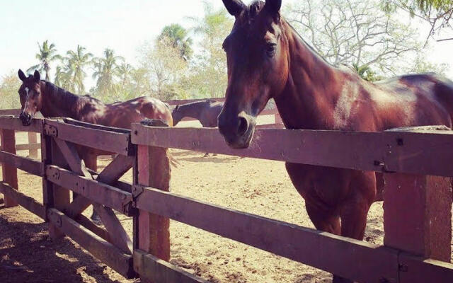 Sea Horse Ranch