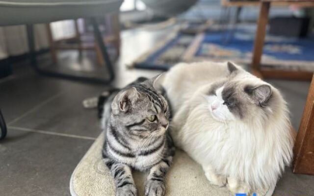 Three Cats Inn