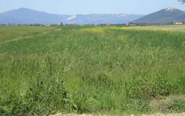 Farmhouse with Spacious Garden in the Maremma Region, Near the Sea