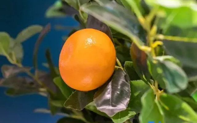 Orange Hotel (Shanghai Chongming Changxing Island)