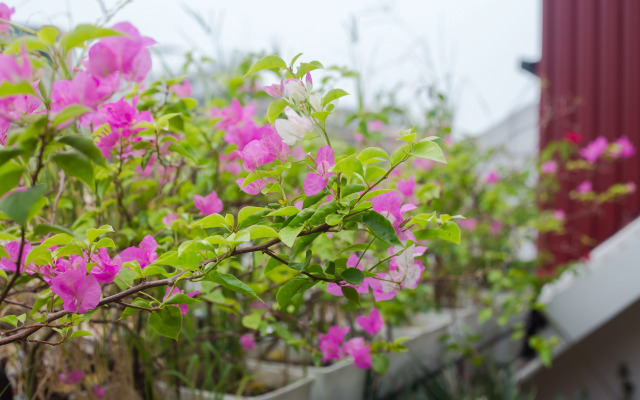 Oriental Suites Hotel & Spa