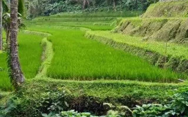 Ranggon d'tukad