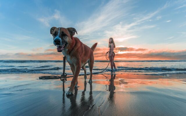 Azureva Longeville-sur-Mer