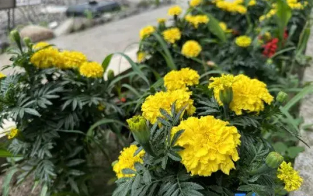 Miyu Xingchen Homestay