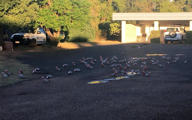 Balonne River Motor Inn