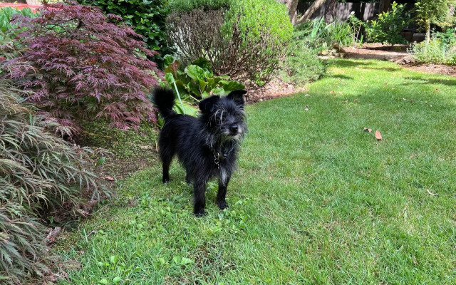 Banyula Annex - stylish and contemporary retreat